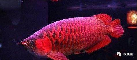 2021龍魚價(jià)格：2021年龍魚價(jià)格波動原因分享龍魚養(yǎng)殖技巧分享