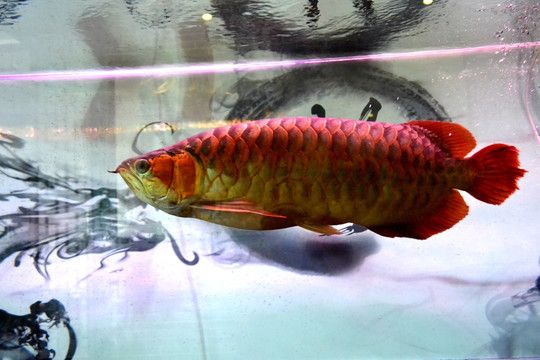金龍銀龍魚怎么養的好（銀龍魚怎么養養銀龍魚的5個注意事項）