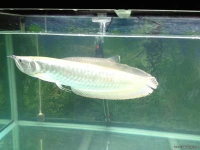 金龍銀龍魚怎么養的好（銀龍魚怎么養養銀龍魚的5個注意事項）