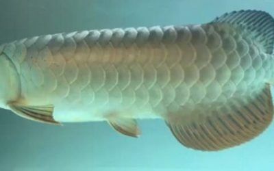 夢見龍魚在周公解夢中有著怎樣的含義？：夢見龍魚在周公解夢中有什么含義