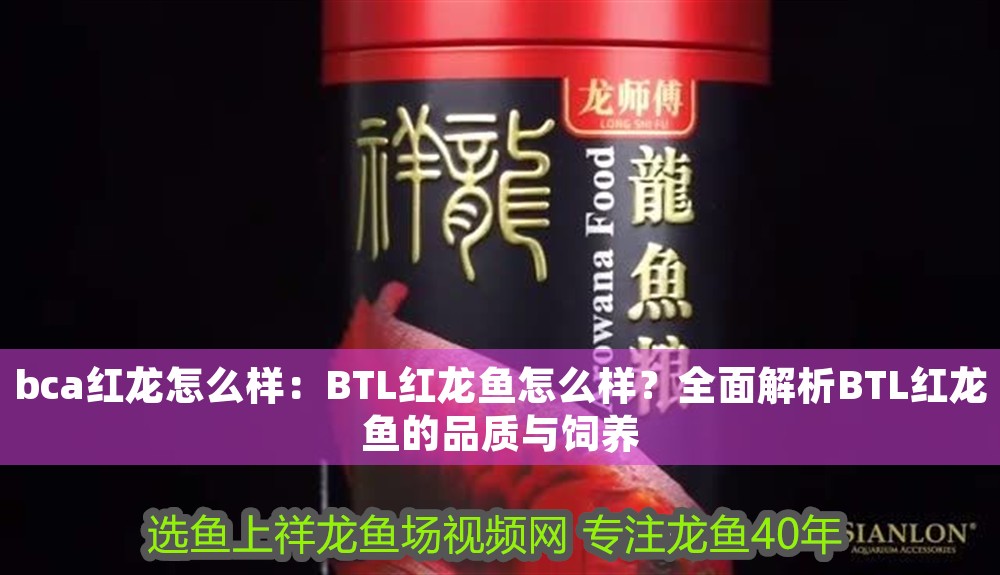 bca紅龍怎么樣：BTL紅龍魚怎么樣？全面解析BTL紅龍魚的品質與飼養