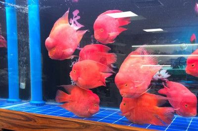 bca紅龍怎么樣：BTL紅龍魚怎么樣？全面解析BTL紅龍魚的品質與飼養
