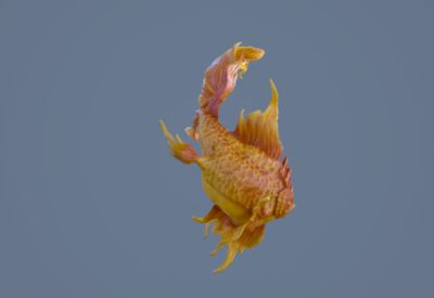 巨型龍魚擺件寓意什么：巨型龍魚擺件寓意什么巨型龍魚擺件寓意什么