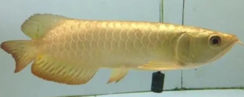 金龍魚需要爆氧嗎：金龍魚配什么魚合適 金龍魚需要爆氧嗎：金龍魚配什么魚合適 龍魚百科 第7張