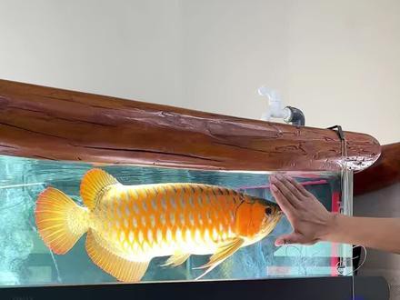 紅龍魚的飼養方法講解視頻教程全集圖片 紅龍魚的飼養方法講解視頻教程全集圖片 龍魚百科 第13張