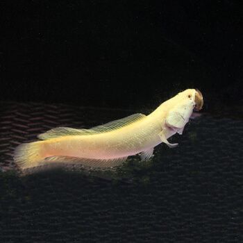 彩虹雷龍魚是熱帶魚嗎：彩虹雷龍魚是熱帶魚嗎，彩虹雷龍魚的繁殖條件介紹