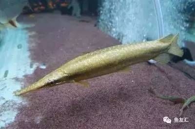 金龍魚膠好嗎怎么吃：金龍魚膠好嗎？怎么吃最營養？ 金龍魚膠好嗎怎么吃：金龍魚膠好嗎？怎么吃最營養？ 龍魚百科 第2張