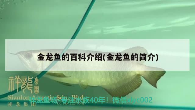金龍魚的食物來源（金龍魚人工飼料的選擇）