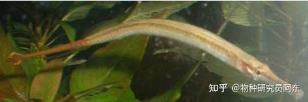 淡水海龍魚能吃紅蟲嗎圖片大全 淡水海龍魚能吃紅蟲嗎圖片大全 龍魚百科 第8張