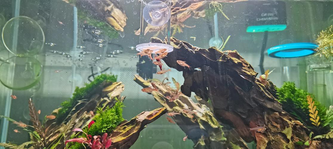 淡水海龍魚能吃紅蟲嗎圖片大全 淡水海龍魚能吃紅蟲嗎圖片大全 龍魚百科 第20張