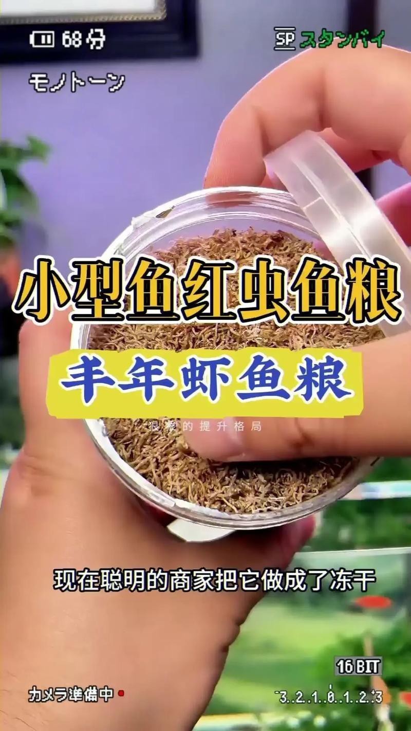 淡水海龍魚能吃紅蟲嗎圖片大全 淡水海龍魚能吃紅蟲嗎圖片大全 龍魚百科 第6張