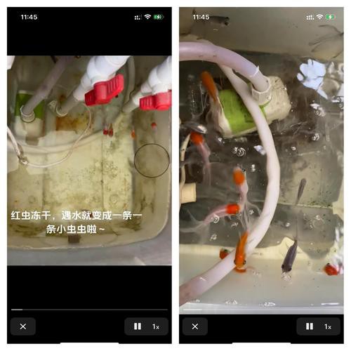 淡水海龍魚能吃紅蟲嗎圖片大全 淡水海龍魚能吃紅蟲嗎圖片大全 龍魚百科 第7張