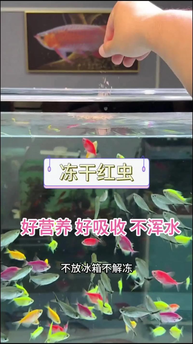 淡水海龍魚能吃紅蟲嗎圖片大全 淡水海龍魚能吃紅蟲嗎圖片大全 龍魚百科 第3張