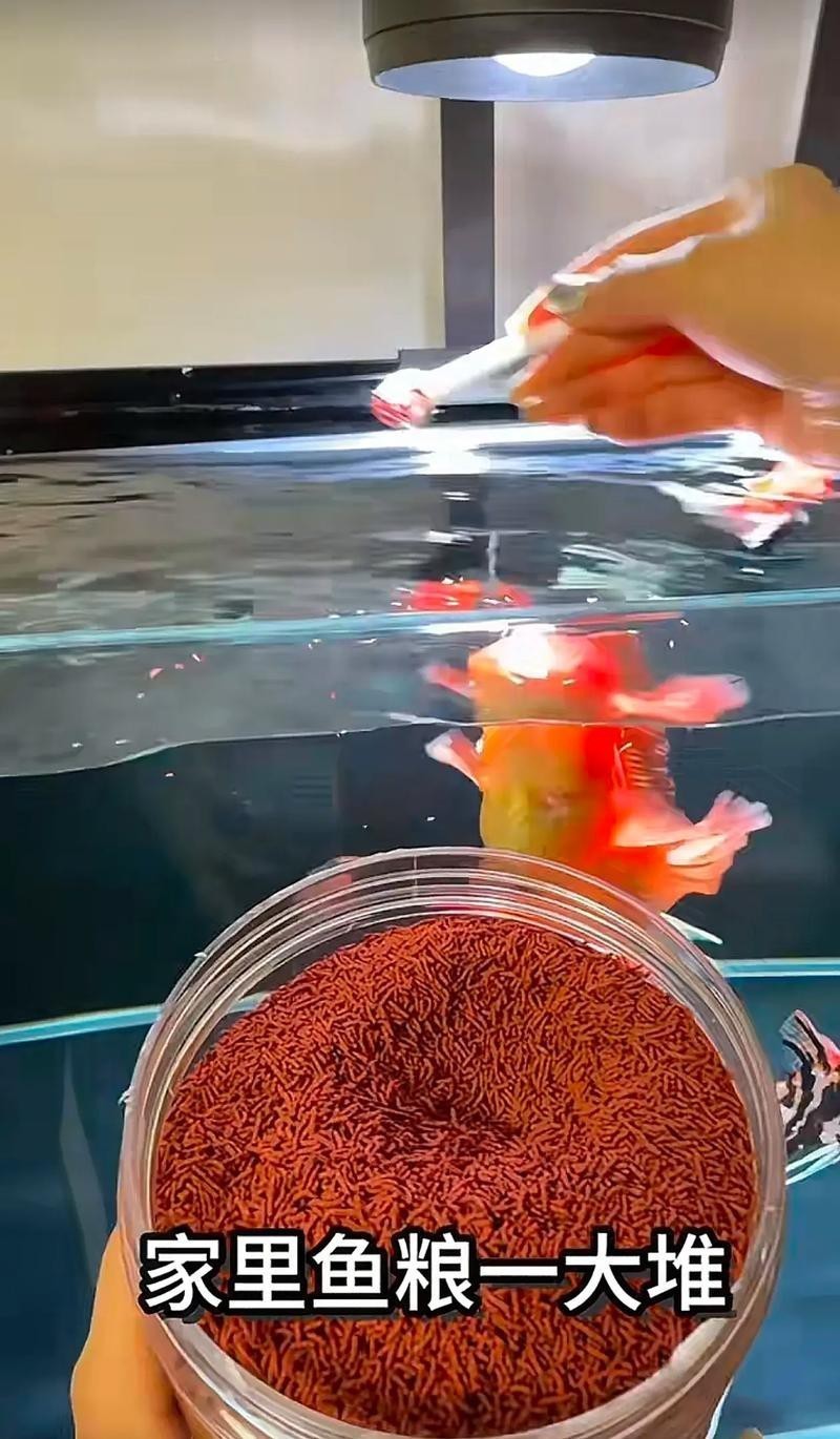 淡水海龍魚能吃紅蟲嗎圖片大全 淡水海龍魚能吃紅蟲嗎圖片大全 龍魚百科 第16張