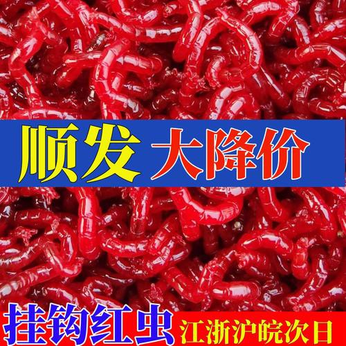 淡水海龍魚能吃紅蟲嗎圖片大全 淡水海龍魚能吃紅蟲嗎圖片大全 龍魚百科 第23張