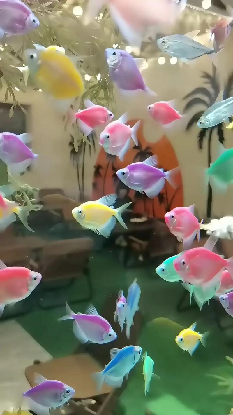 淡水海龍魚能吃紅蟲嗎圖片大全 淡水海龍魚能吃紅蟲嗎圖片大全 龍魚百科 第15張