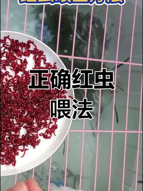 淡水海龍魚能吃紅蟲嗎圖片大全 淡水海龍魚能吃紅蟲嗎圖片大全 龍魚百科 第2張