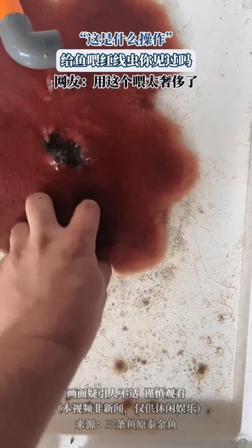 淡水海龍魚能吃紅蟲嗎圖片大全 淡水海龍魚能吃紅蟲嗎圖片大全 龍魚百科 第4張