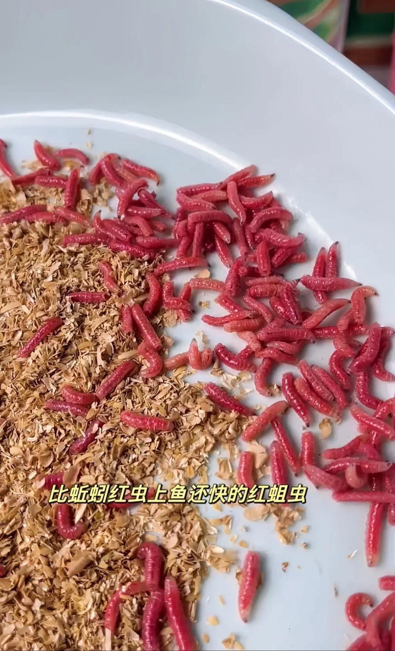 淡水海龍魚能吃紅蟲嗎圖片大全 淡水海龍魚能吃紅蟲嗎圖片大全 龍魚百科 第5張