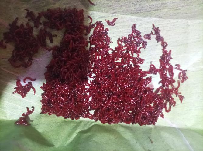 淡水海龍魚能吃紅蟲嗎圖片大全 淡水海龍魚能吃紅蟲嗎圖片大全 龍魚百科 第11張