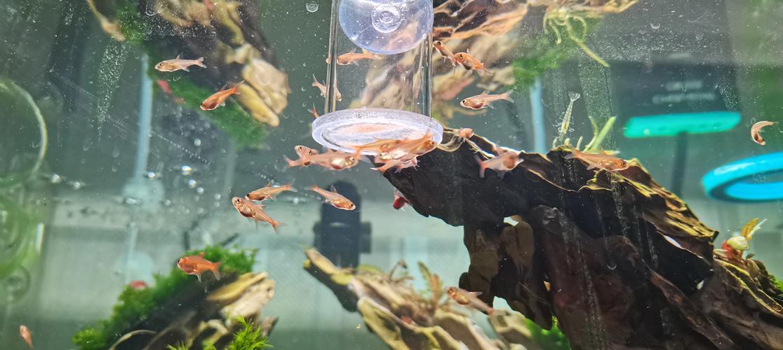 淡水海龍魚能吃紅蟲嗎圖片大全 淡水海龍魚能吃紅蟲嗎圖片大全 龍魚百科 第13張