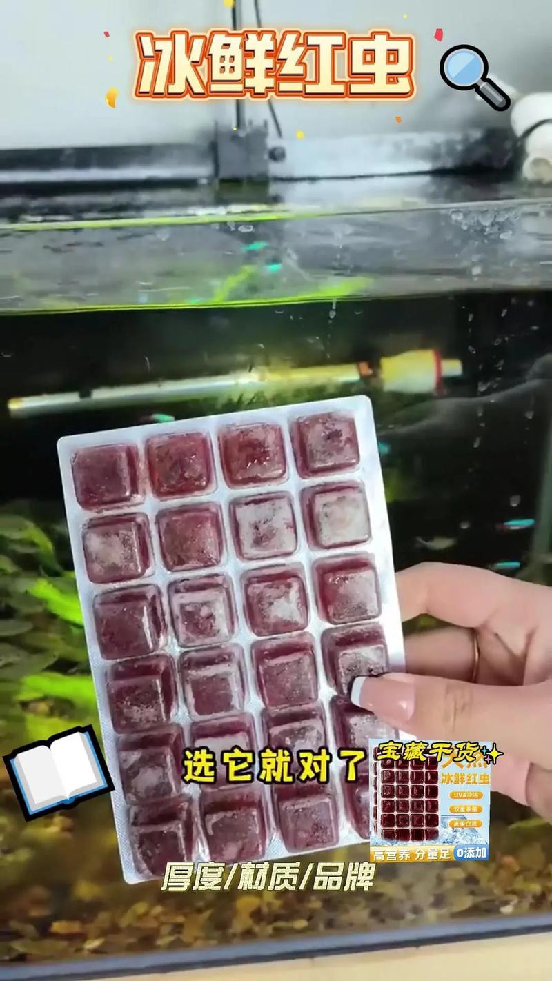 淡水海龍魚能吃紅蟲嗎圖片大全 淡水海龍魚能吃紅蟲嗎圖片大全 龍魚百科 第17張