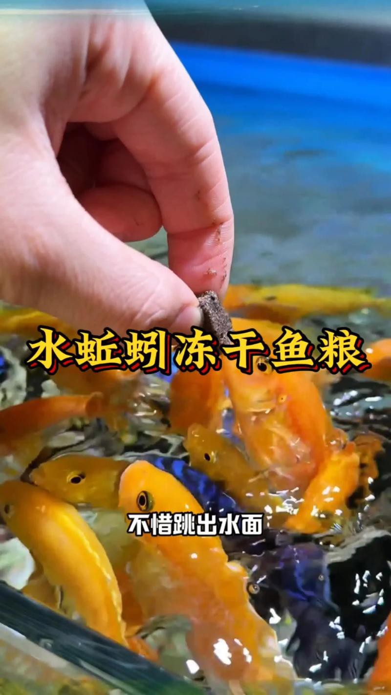 淡水海龍魚能吃紅蟲嗎圖片大全 淡水海龍魚能吃紅蟲嗎圖片大全 龍魚百科 第14張