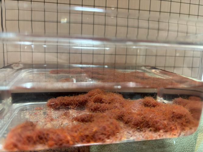 淡水海龍魚能吃紅蟲嗎圖片大全 淡水海龍魚能吃紅蟲嗎圖片大全 龍魚百科 第12張