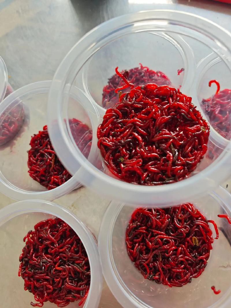 淡水海龍魚能吃紅蟲嗎圖片大全 淡水海龍魚能吃紅蟲嗎圖片大全 龍魚百科 第10張