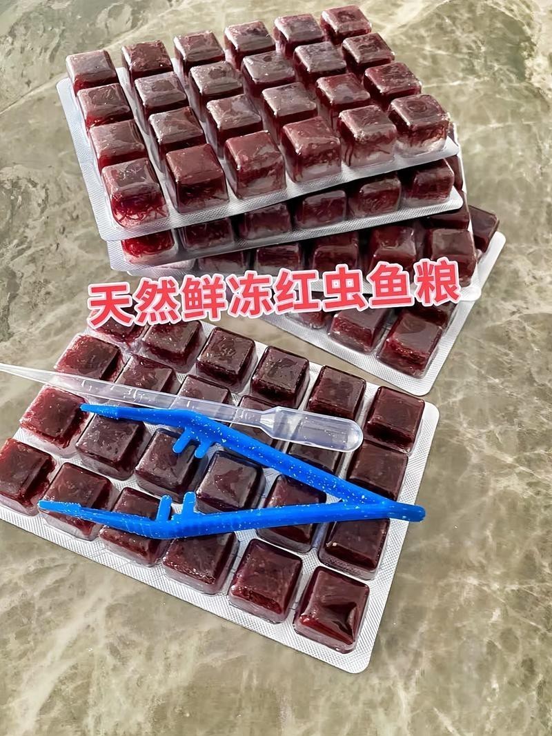 淡水海龍魚能吃紅蟲嗎圖片大全 淡水海龍魚能吃紅蟲嗎圖片大全 龍魚百科 第9張