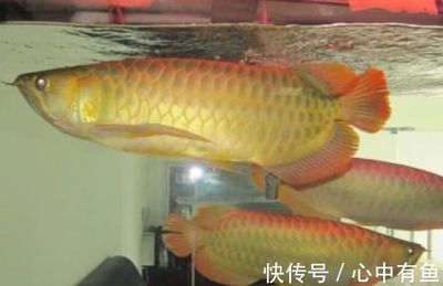 養三條金龍魚寓意：養三條金龍魚有什么寓意？