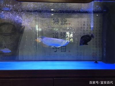 龍魚都在魚缸底層游意味什么：如何判斷龍魚在魚缸底層游動(dòng)