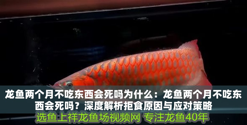 龍魚兩個月不吃東西會死嗎為什么：龍魚兩個月不吃東西會死嗎？深度解析拒食原因與應(yīng)對策略