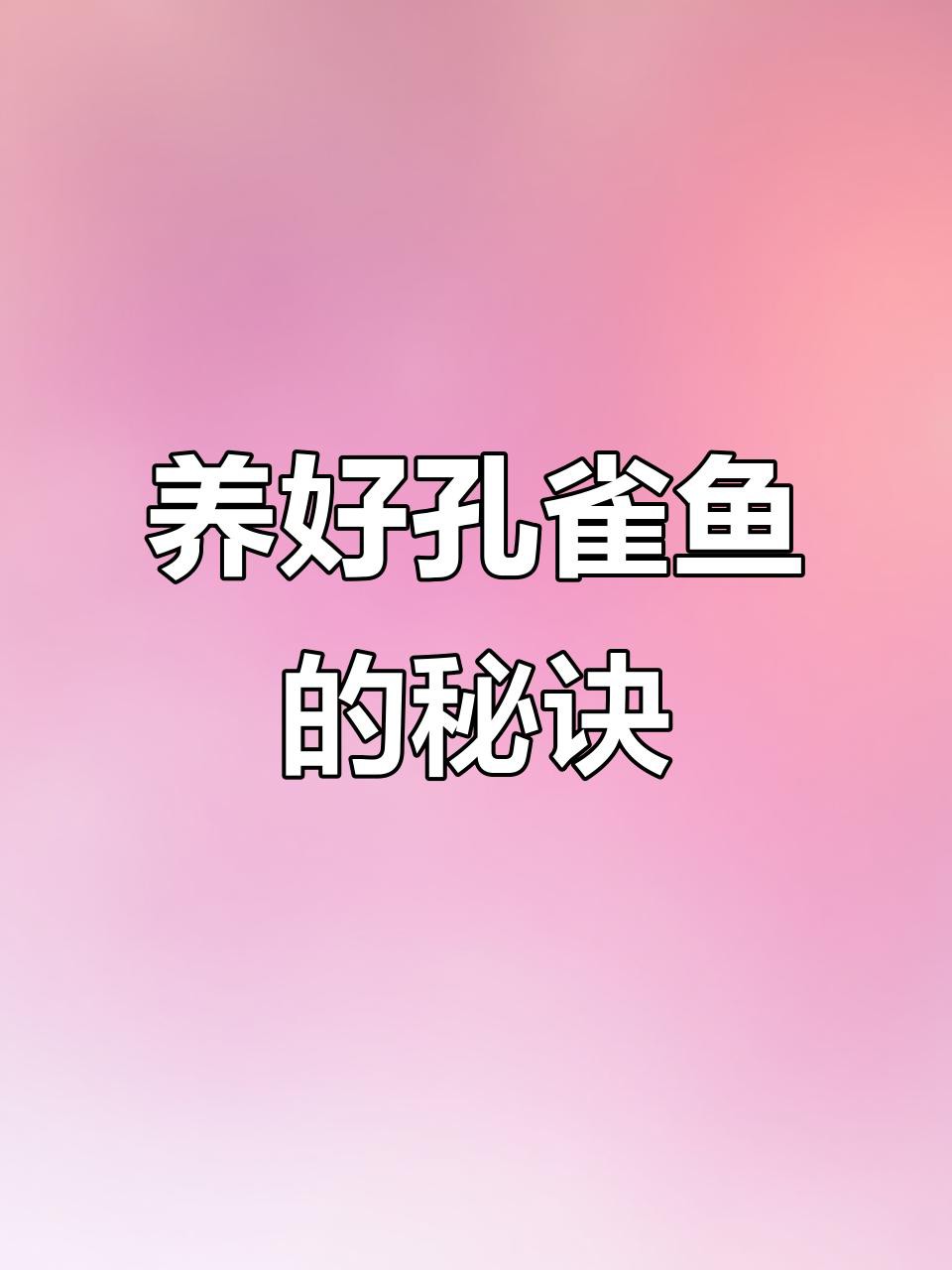 紅龍孔雀魚多久喂一次食？