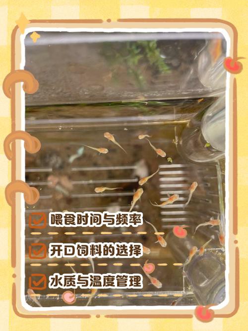 紅龍孔雀魚多久喂一次食？