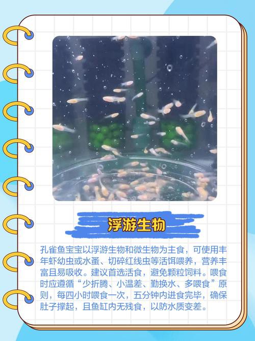 紅龍孔雀魚多久喂一次食？