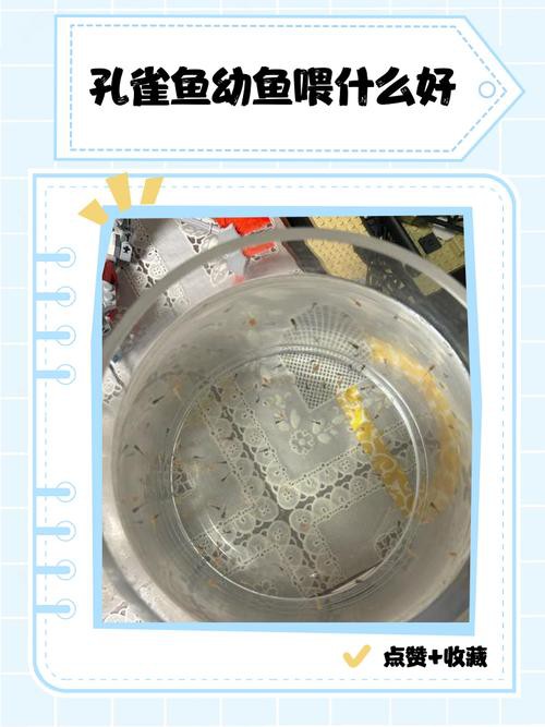 紅龍孔雀魚多久喂一次食？