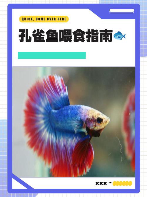 紅龍孔雀魚多久喂一次食？