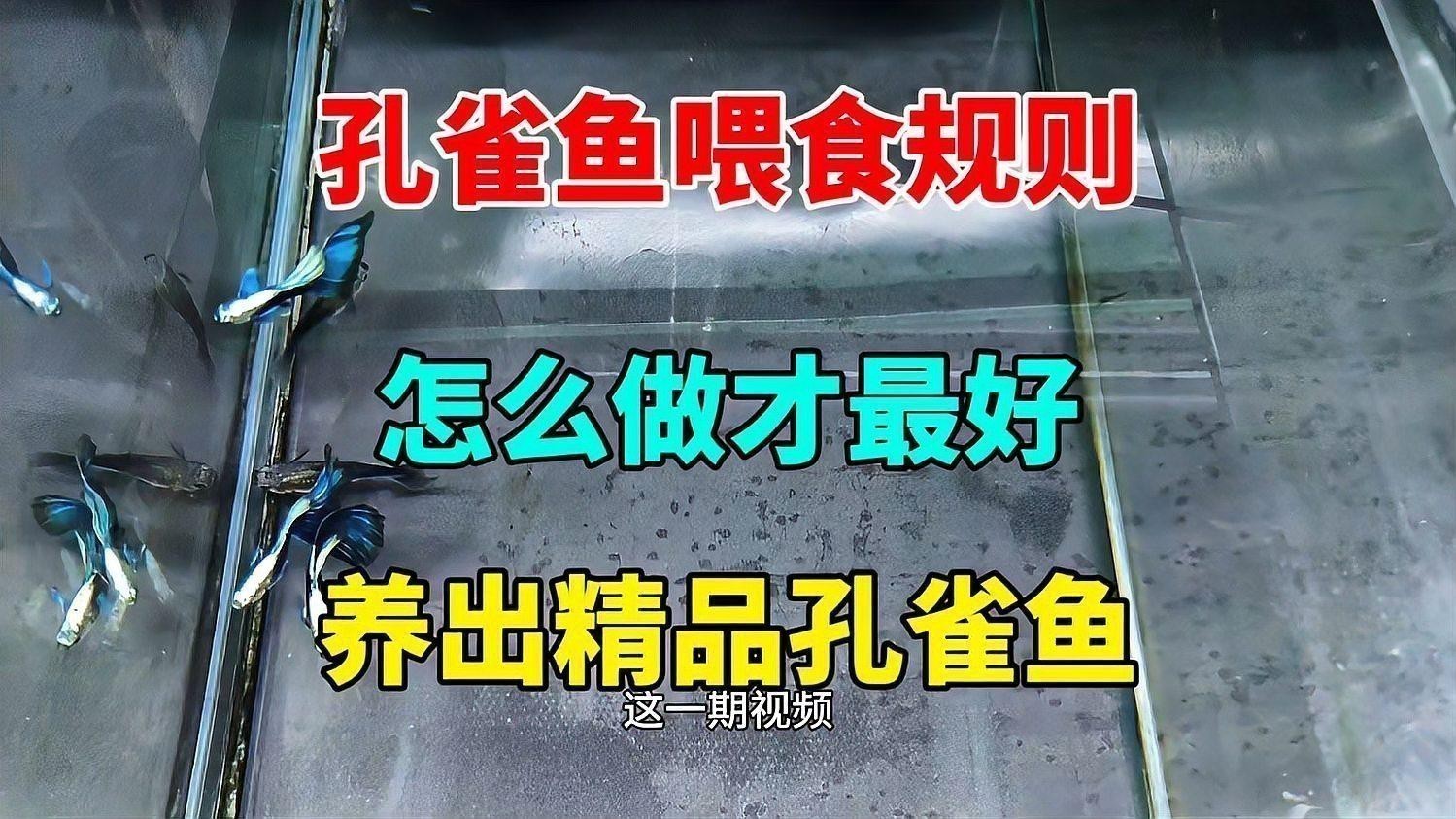 紅龍孔雀魚多久喂一次食？