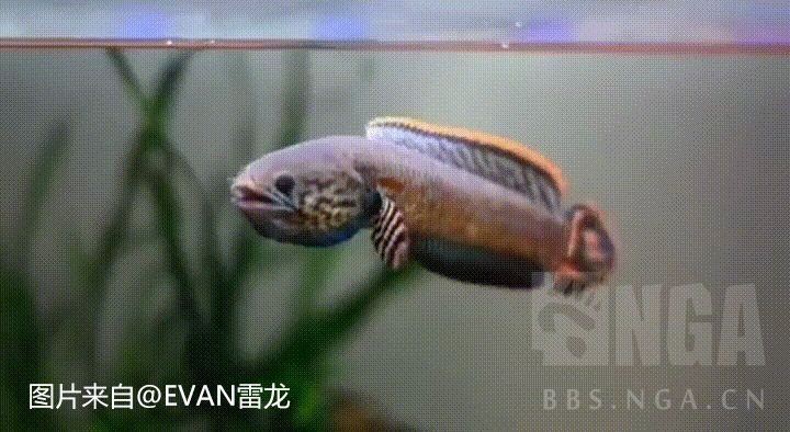 給我一些鬼王雷龍的飼養(yǎng)知識