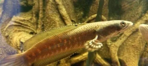 給我一些鬼王雷龍的飼養(yǎng)知識