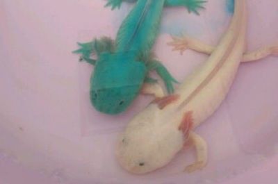 龍魚耐餓嗎：龍魚的耐餓性與其種類、年齡、健康狀況等因素有關