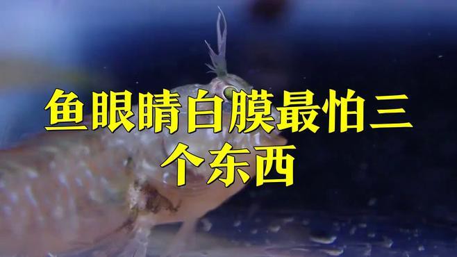 如何預防龍魚眼睛白膜的發生？