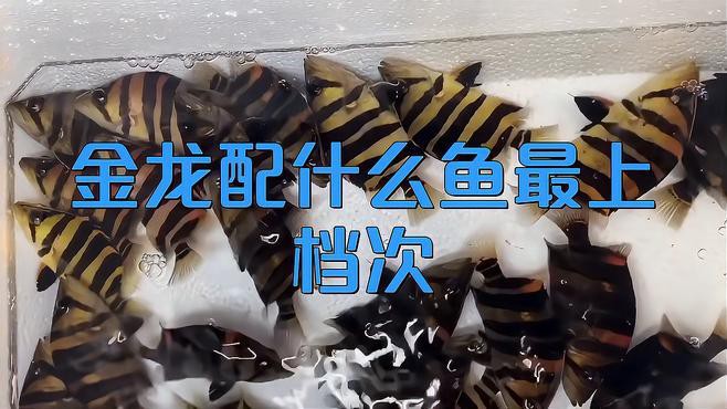 金頭過背金龍魚的最佳混養(yǎng)伙伴