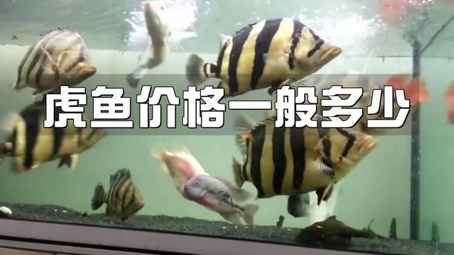 老虎魚一般價位