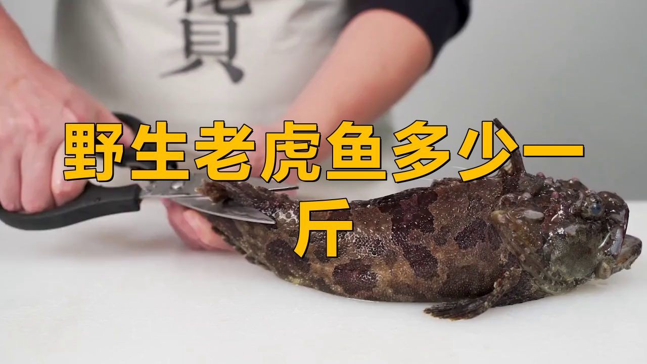老虎魚一般價位