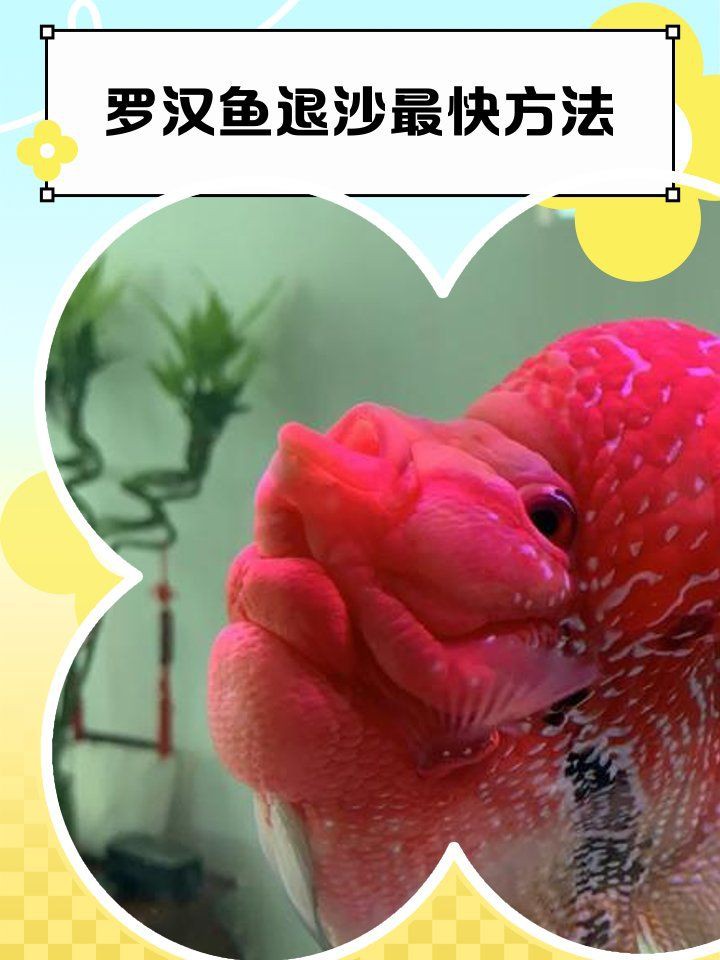 羅漢退沙的6個特征