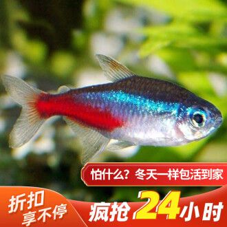 常見淡水觀賞魚的種類和特點是什么：常見淡水觀賞魚的種類和特點