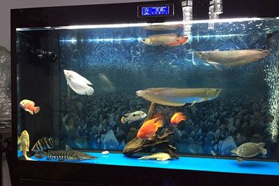 龍魚配什么中層魚：虎魚與其他魚類混養的注意事項