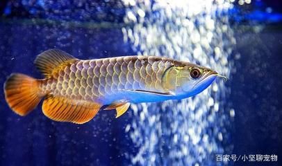 龍魚下鹽需要每天都下鹽嗎（龍魚下鹽需要每天下鹽嗎）